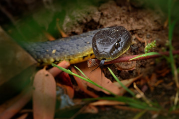 Eastern brown snake - Pseudonaja textilis also the common brown snake, is a highly venomous snake of the family Elapidae, native to eastern and central Australia and southern New Guinea