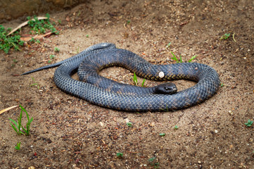 Eastern brown snake - Pseudonaja textilis also the common brown snake, is a highly venomous snake of the family Elapidae, native to eastern and central Australia and southern New Guinea