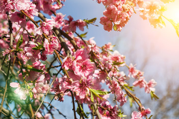 Abstract blurred background Beautiful nature scene with flowering tree and sun flare