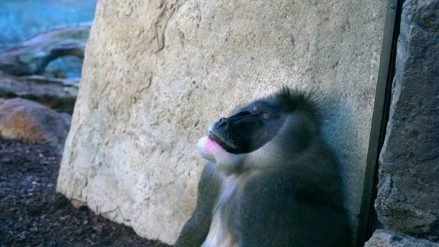 Trough a window - Mandrillus is the genus of the mandrill and its close relative the drill. These two species are closely related to the baboons