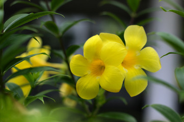 Yellow flowers of Allamanda cathartica (golden trumpet). Closeup