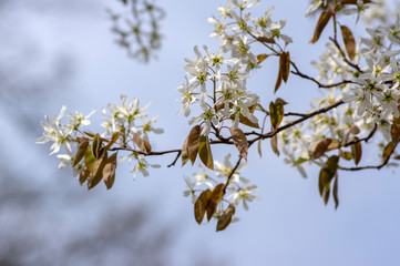 Amelanchier lamarckii deciduous flowering shrub, group of white flowers on branches in bloom