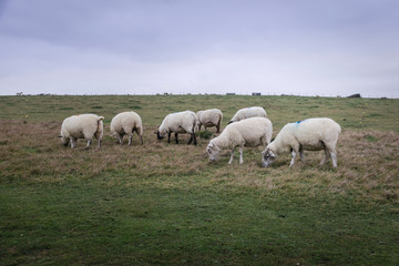 sheeps gazing the grass