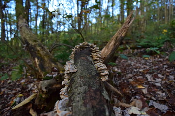 Fototapeta na wymiar Wild Mushrooms On Dead Log in Forest