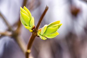 Very first spring green yellow buds on lilac bush, bokeh, sunny day. Leaves are not opened yet