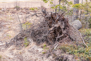 Roots of fallen pine tree at forest edge, tree was cutted and taken away, new young pine trees already planted close to the dead tree. Modern Swedish forestry practice, Northern Sweden, Umea