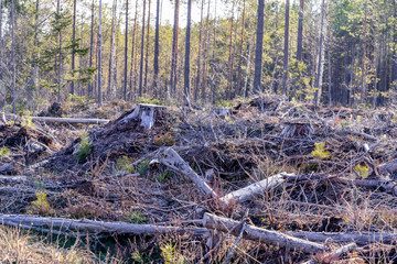 Brown old pine tree branches left after year ago forest clear cut in Northern Sweden, late autumn day, no live trees left - just en empty field. New pine trees will planted soon. Forestry in Sweden