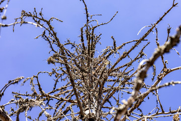 Close view of dried moss on dried pine tree branches, the tree died because of pest insects damaging bark and the whole trunk. Northern Sweden, Umea, Blue sky background at the tree top