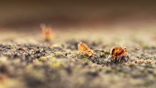 Collembole - Springtail - Dicyrtomina saundersi - collembola - microscopic animal vivant dans les sous-bois