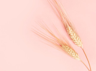 Golden ears of wheat on a pastel pink background, top view, flat lay, minimal. Free space for text,...