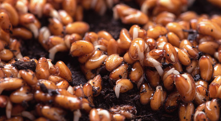 Germinating seeds of vegetables close-up. Gardening.