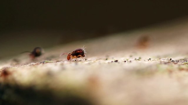 Collembole - Springtail - Dicyrtomina saundersi - collembola - microscopic animal vivant dans les sous-bois