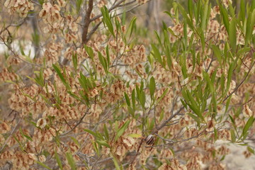Dodonaea viscosa soapberry blooming in a Larnaca Park Cyprus