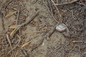 Snail laying on the ground in sand in Larnaca Cyprus