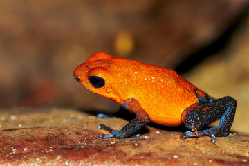 Strawberry poison-dart frog