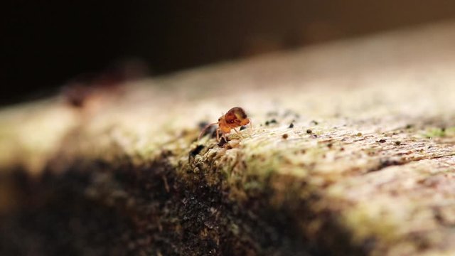 Collembole - Springtail - Dicyrtomina saundersi - collembola - microscopic animal vivant dans les sous-bois