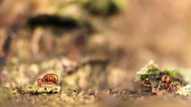 Collembole - Springtail - Dicyrtomina saundersi - collembola - microscopic animal vivant dans les sous-bois