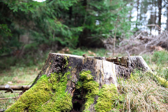 Old stump in the woods.-Image