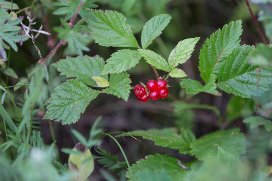Rubus saxatilis or Stone bramble. Fruiting plant with ripe red berries in wild.
