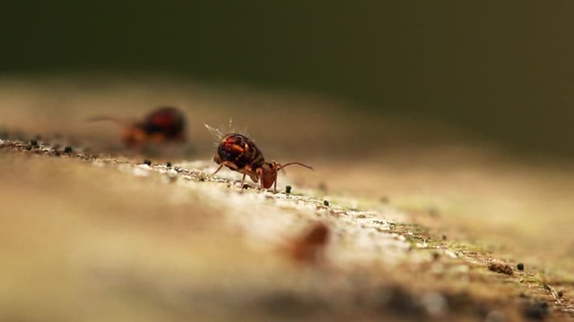 Collembole - Springtail - Dicyrtomina saundersi - collembola - microscopic animal vivant dans les sous-bois