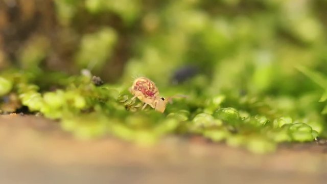 Collembole sur de la mousse - Springtail - Dicyrtomina saundersi - collembola - microscopic animal vivant dans les sous-bois