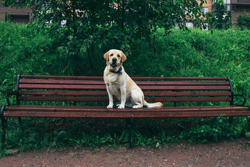 Obedient Labrador Retriever sitting on bench outside