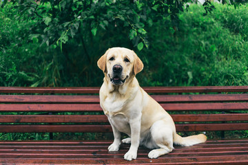 Obedient Labrador Retriever sitting on bench outside