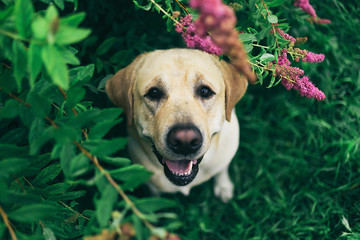 Happy dog under blooming bush looking at camera