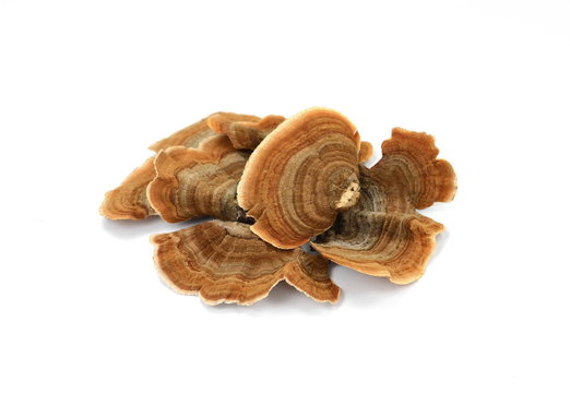 Trametes versicolor isolated on white. Trametes versicolor, also known as coriolus versicolor and polyporus versicolor mushroom, the best natural cure for cancer