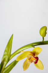 Yellow boat orchid (Cymbidium) open flower and close bud white background. Photo taken interiors,...