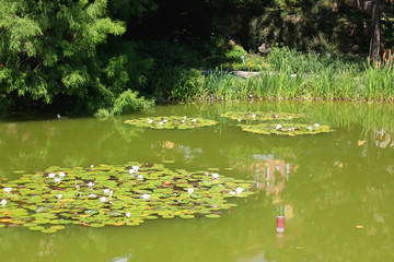 Waterlilies in a pond. Scene from botanical garden in Zagreb, Croatia. Selective focus.
