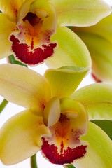 Very close-up of two yellow orchid flowers. One flower above another. Flower details: petals,...