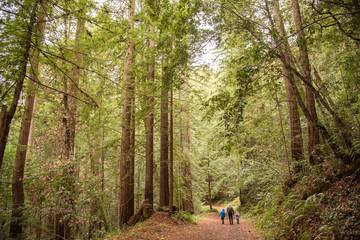 Family walking in the redwood forest