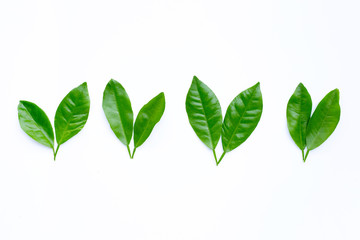Citrus leaves on  white background.