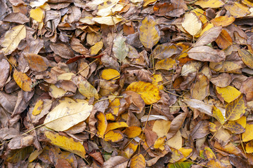 Close up shot of autumn leaves