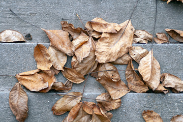 Close up shot of autumn leaves
