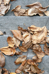 Close up shot of autumn leaves