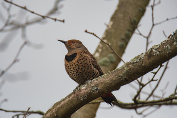 A picture of a Northern Flicker perching on the tree.   Vancouver BC Canada