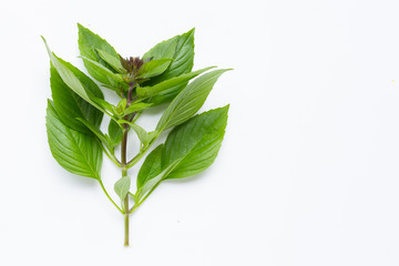 Sweet Basil leaves with flower on white