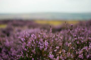 Fototapeta premium Heather in the dales