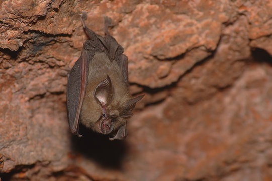 Morcego de ferradura