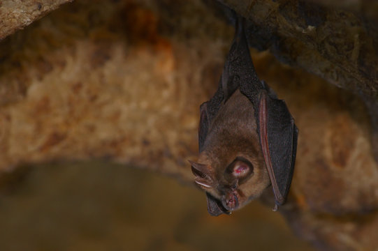 Morcego de ferradura