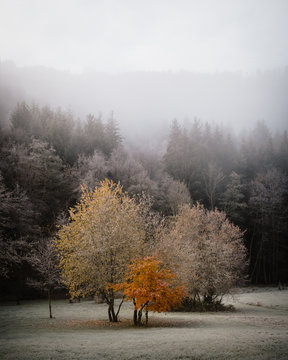 frostige Herbstlandschaft mit laubtragender Rotbuche