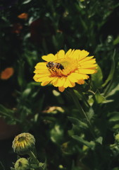 bee on yellow flower