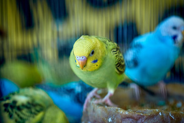 Close up of small caged colorful birds in pet store in morning sun
