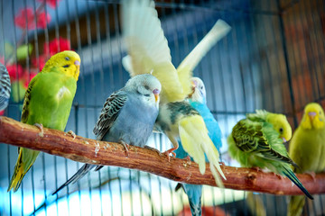 Obraz premium Close up of small caged colorful birds in pet store in morning sun