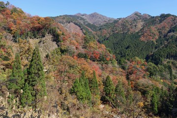 Fototapeta na wymiar 高千穂町　秋の山林風景