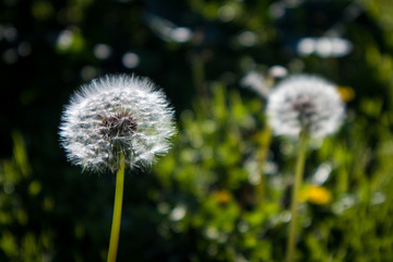 Mature White Dandelion Flower
