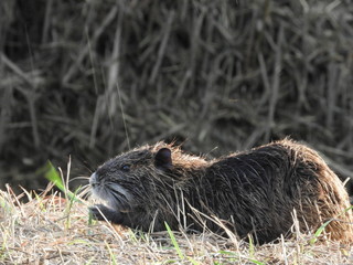 abitante delle acque