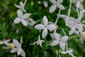 Flor de San juan